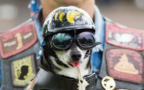 Wild Billy William Cadmus